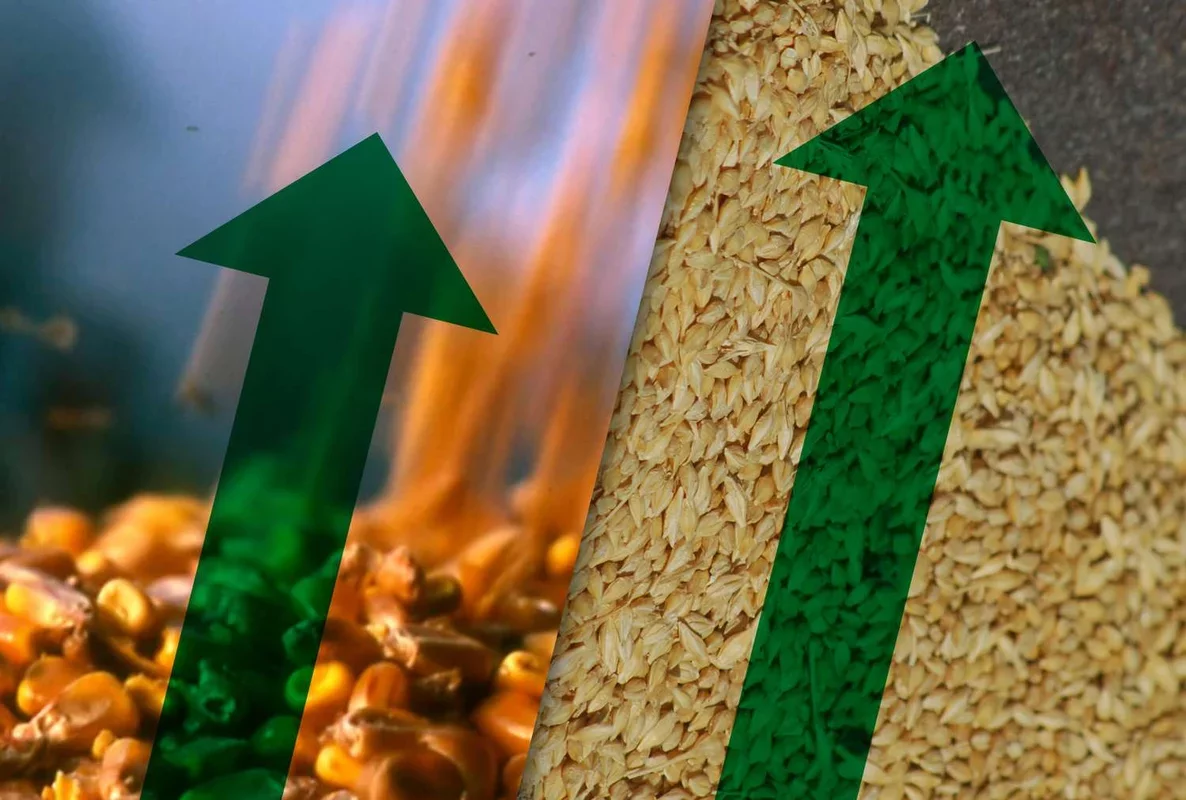 Market Update: Grains Show Mixed Results on January 28, 2026