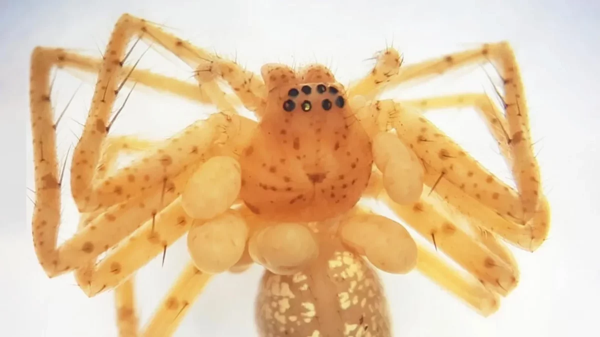 A Fascinating Discovery: New Parasitic Mite Found on Brazilian Spiders