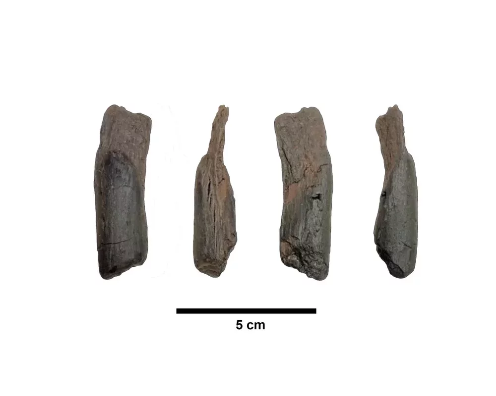 Ancient Wooden Tools Discovered in Greece, Dating Back Over 430,000 Years