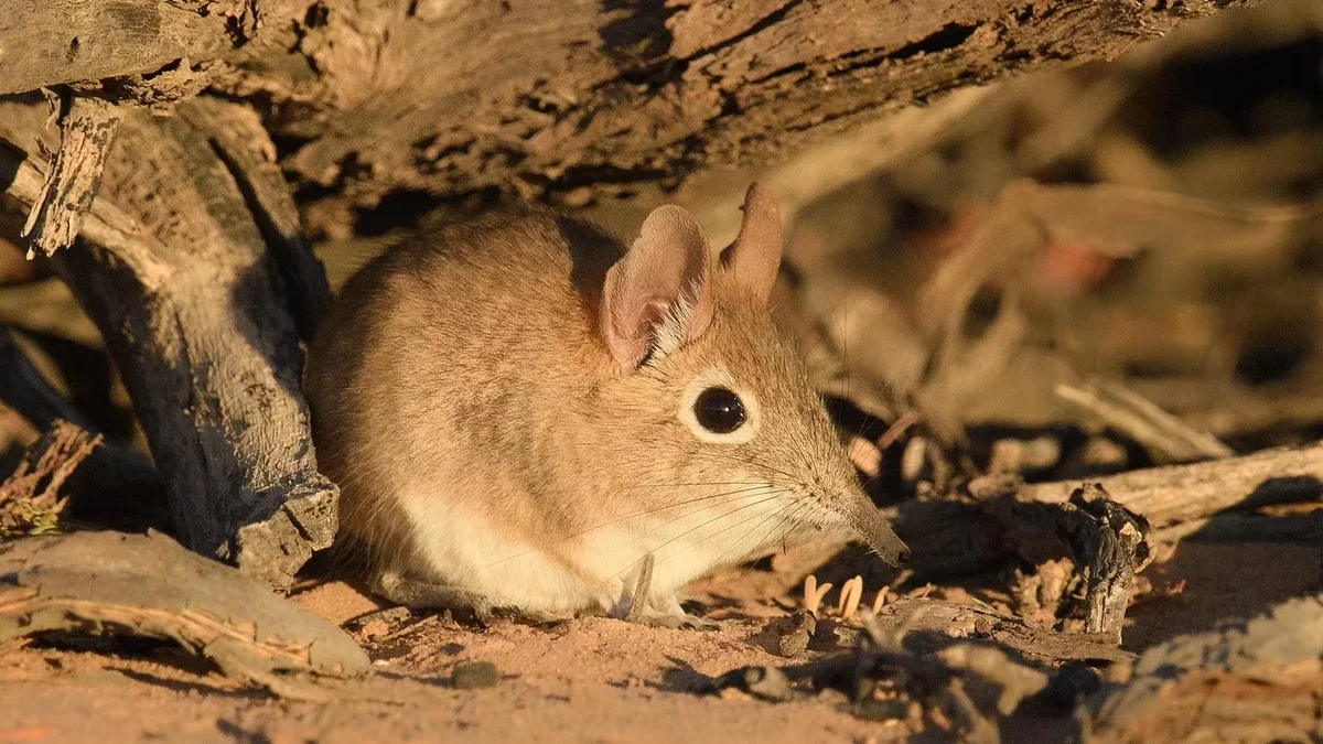 Tiny Mammals Provide New Insights for Conservation Science