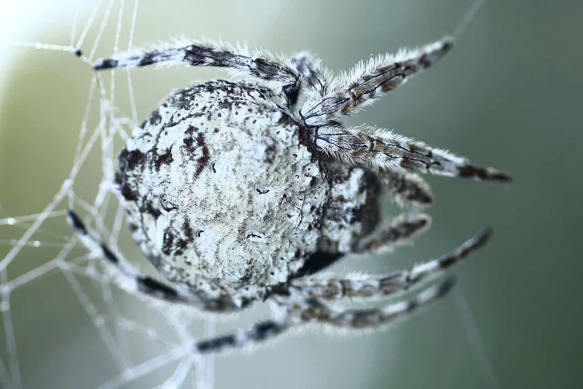 The Incredible Strength of Madagascar's Darwin's Bark Spider Silk