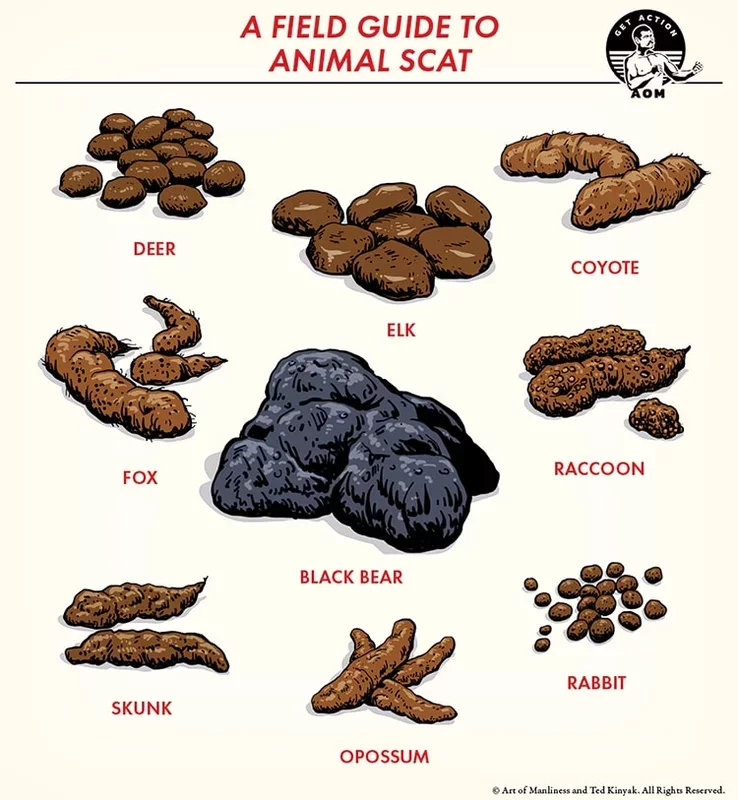 A Comprehensive Guide to Understanding Animal Scat