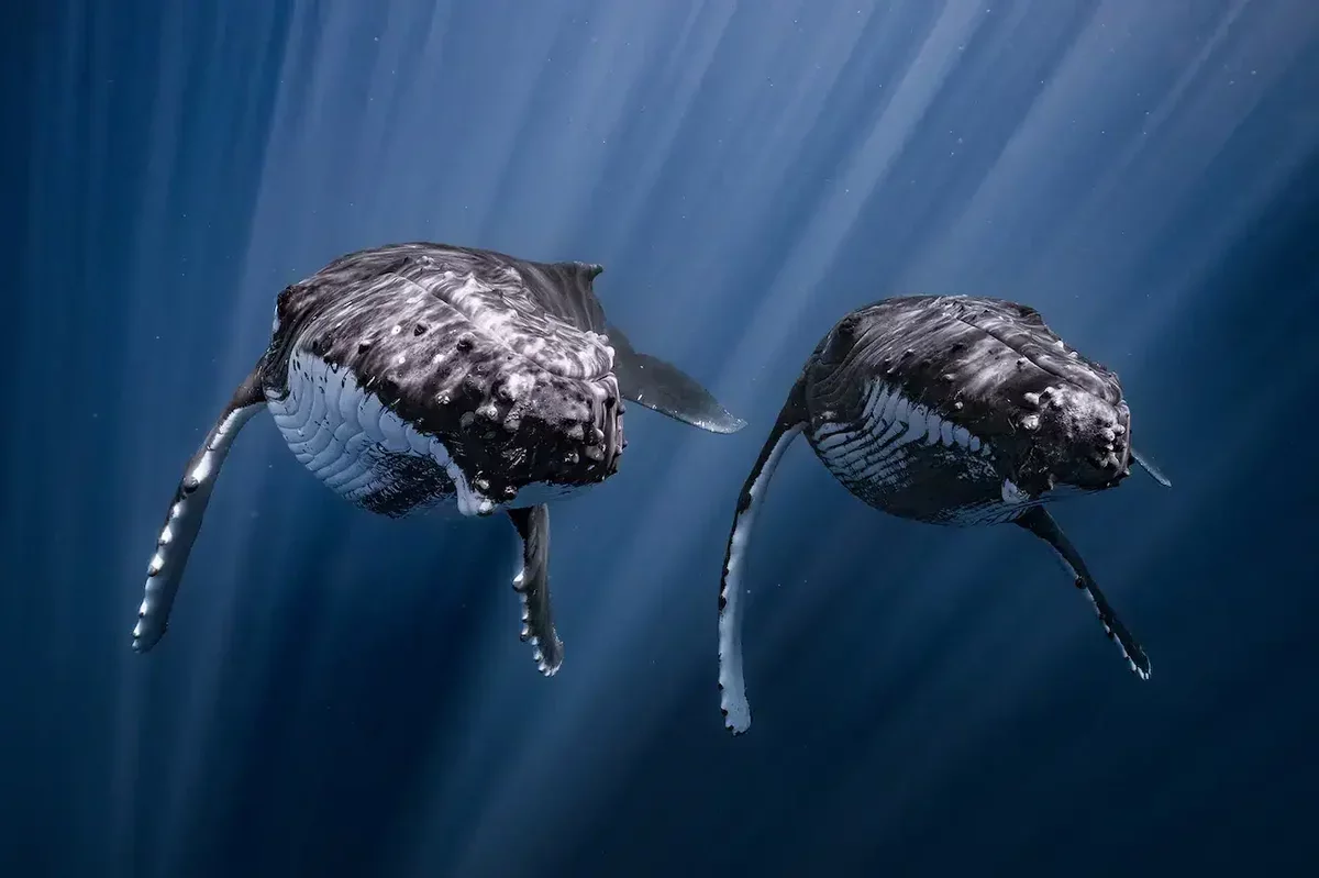 Award-Winning Photograph Captures Two Humpback Whales in Perfect Synchronization