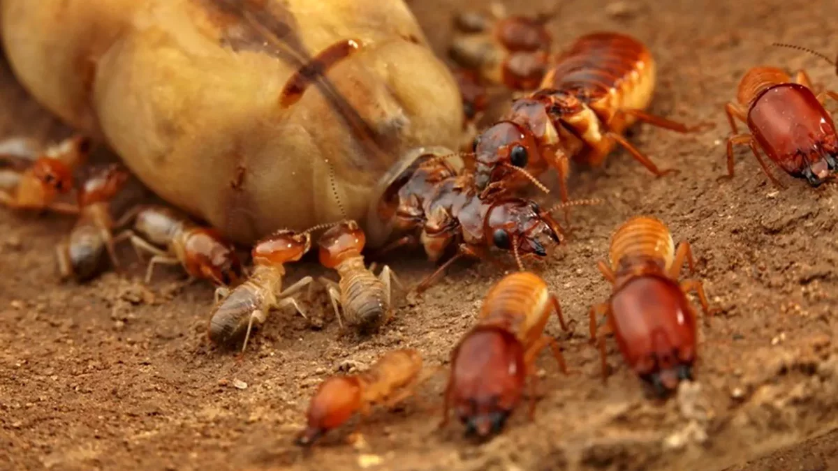 The Surprising Role of Gene Loss and Monogamy in the Evolution of Termite Societies