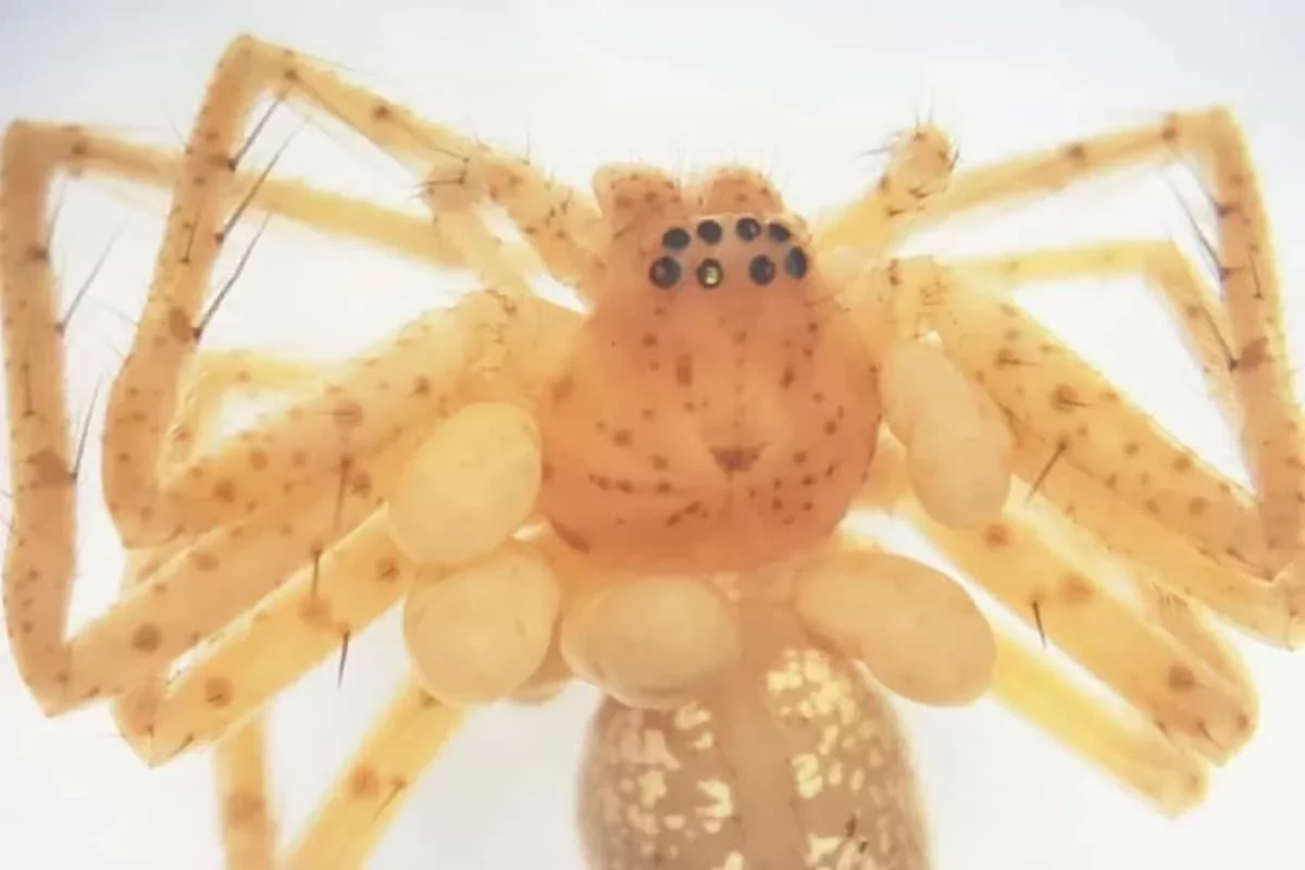A Fascinating Discovery: Brazilian Spider Hosts Parasitic Mites Resembling Pearls