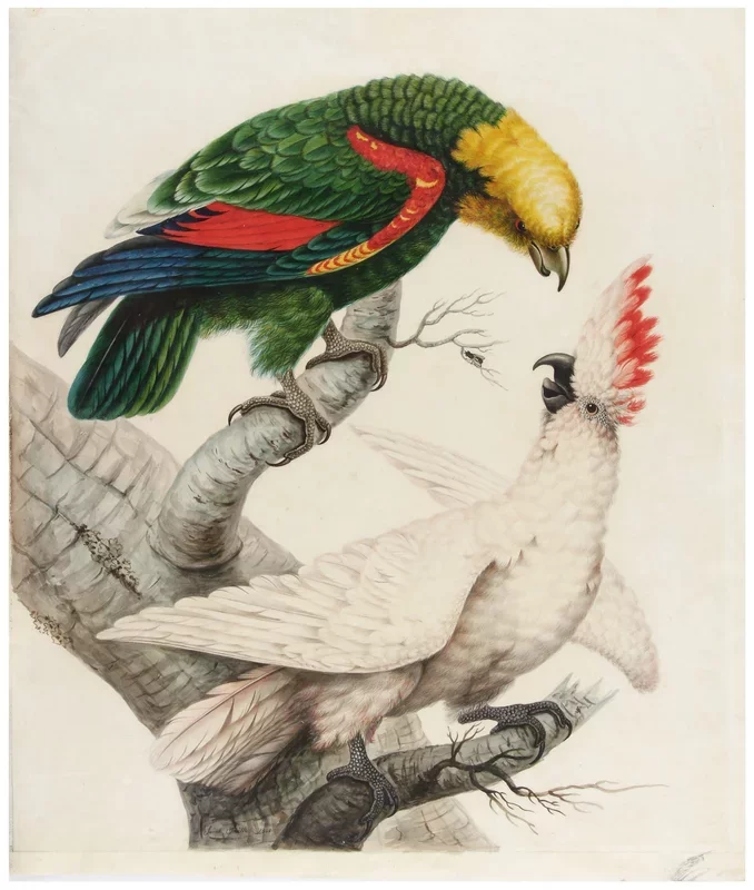 Exploring the Avian Artistry of Sarah Stone: An 18th-Century Visionary