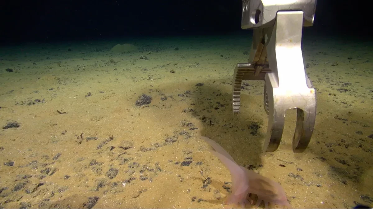 New Discoveries Reveal Hundreds of Previously Unknown Species in the Pacific Depths