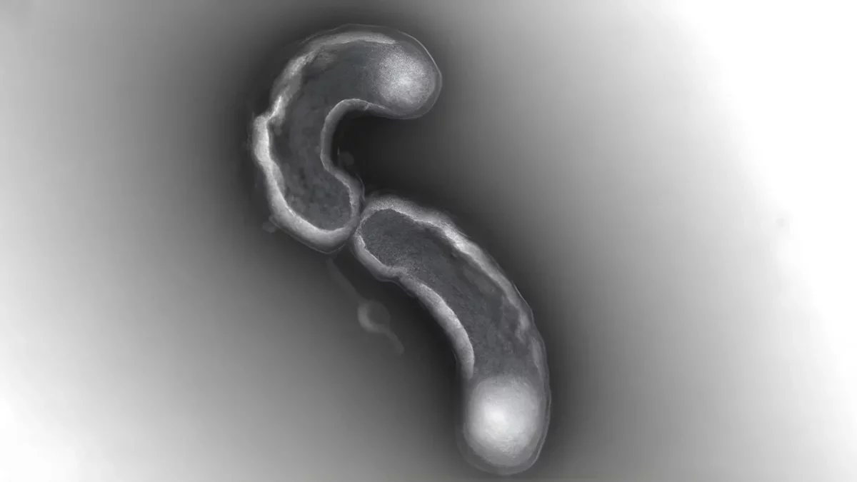 The Hidden Vulnerability of Earth's Most Abundant Bacteria