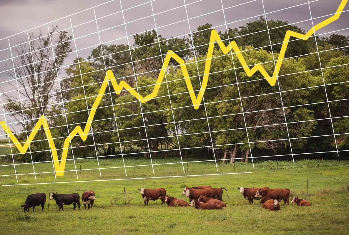 Feeder Cattle Prices Surge Over $6