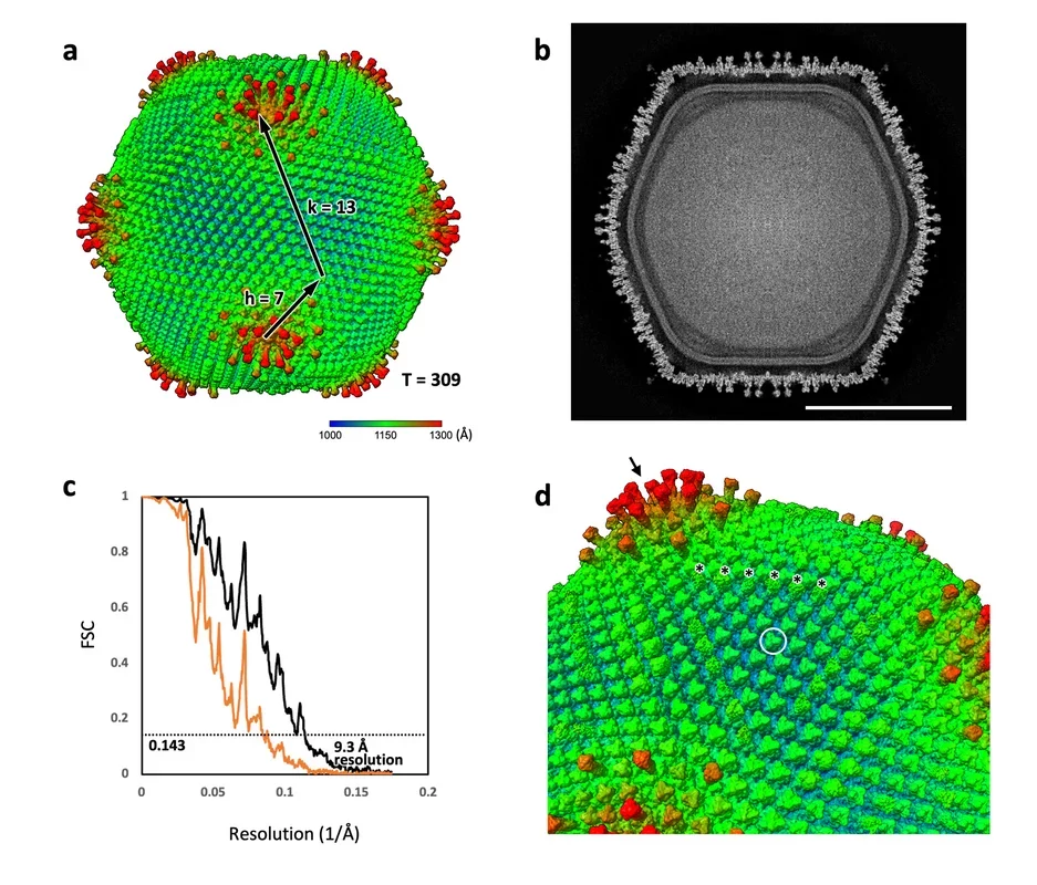 A Breakthrough Discovery: Giant Virus from Japan Challenges Our Understanding of Life's Origins