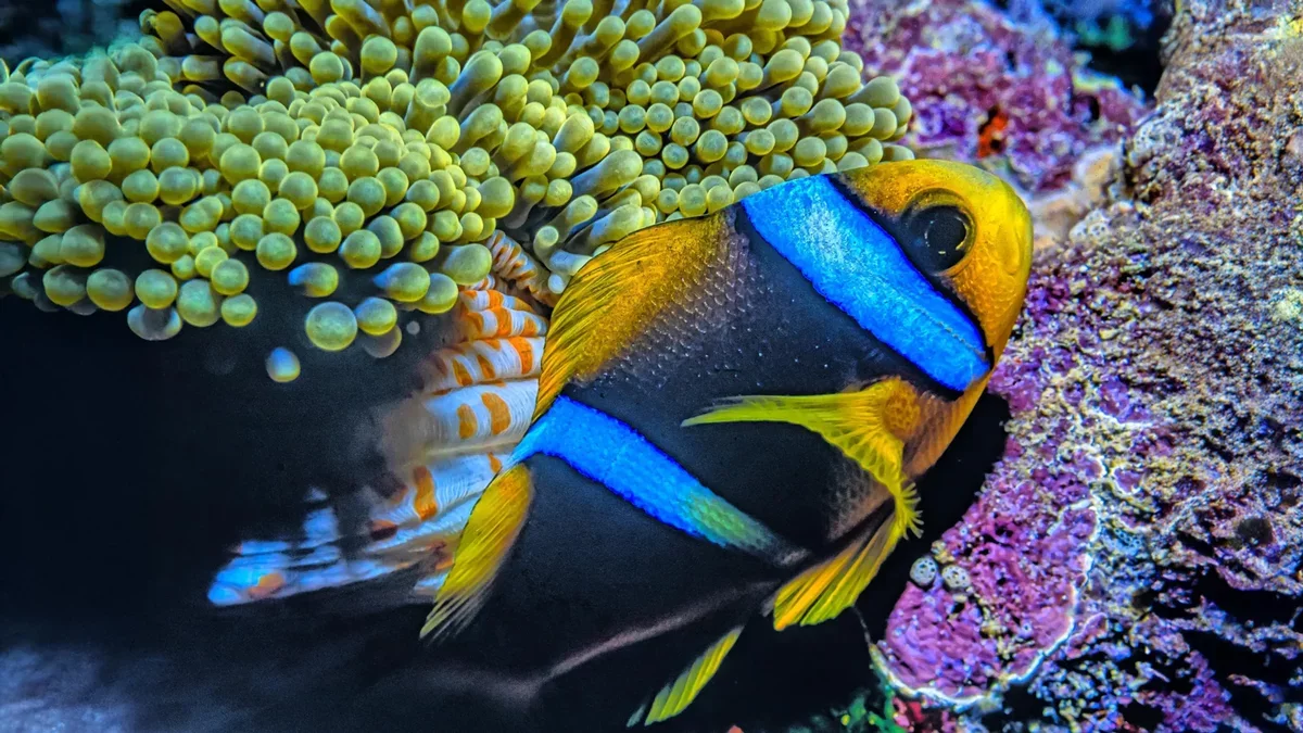 Microplastics Found in Fish from Remote Pacific Regions