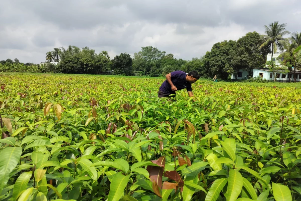 India's Varaha Secures $20 Million to Enhance Carbon Removal Initiatives in the Global South