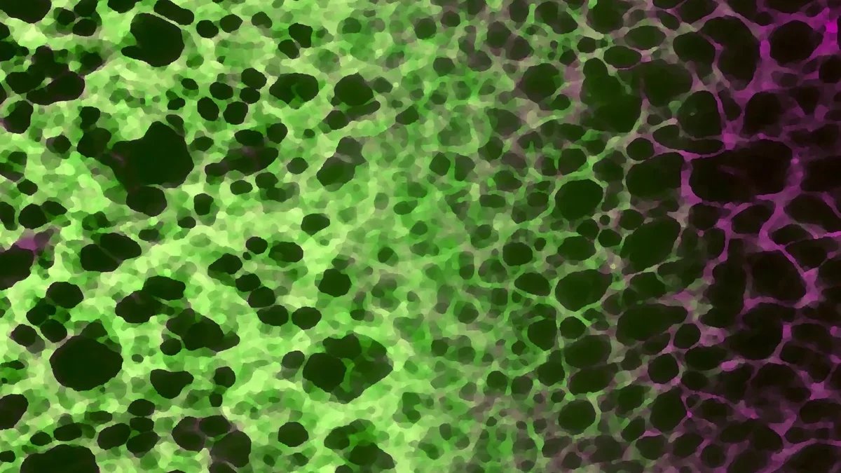 Unveiling a Cellular Mechanism That Could Influence Aging and Health