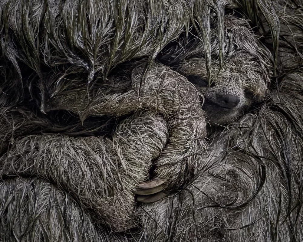 Cast Your Vote for the 2025 Wildlife Photographer of the Year's People's Choice Award