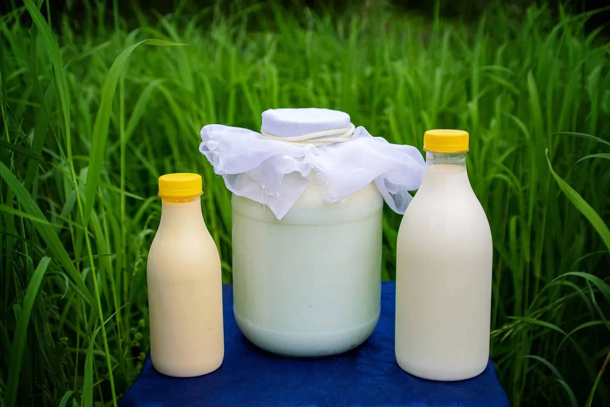 The Importance of Pasteurized Milk: A Cautionary Tale