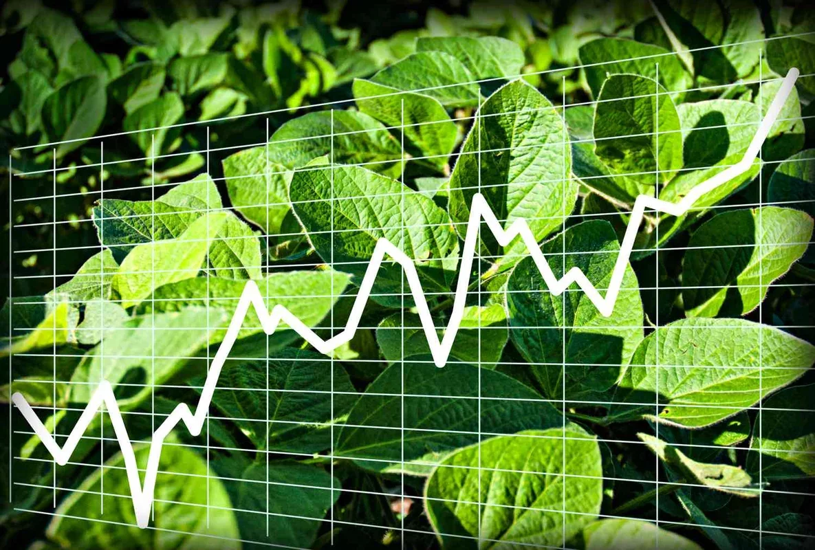 Soybean Prices Surge by Over 26¢ on February 4, 2026