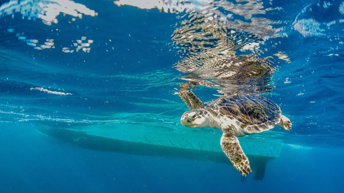 How Endangered Sea Turtles Perceive Ship Sounds