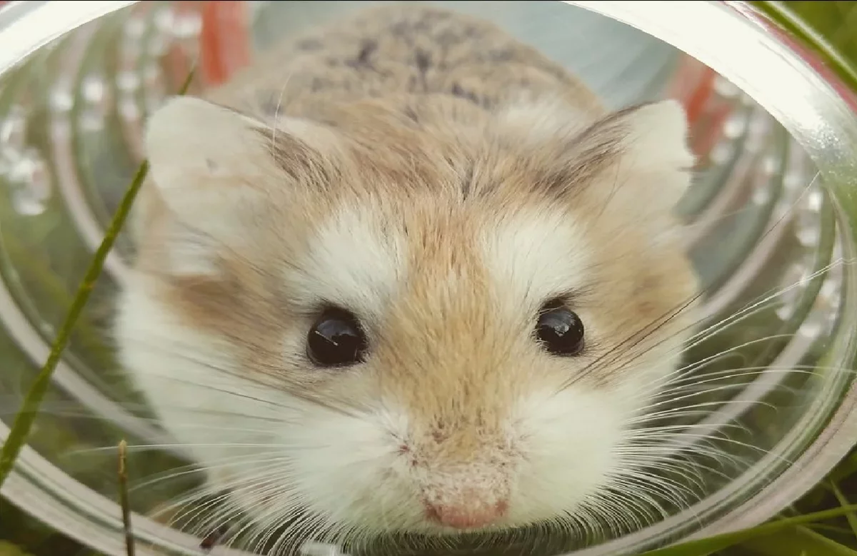 Dutch Scientists Discover Wild Animals Enjoy Hamster Wheels