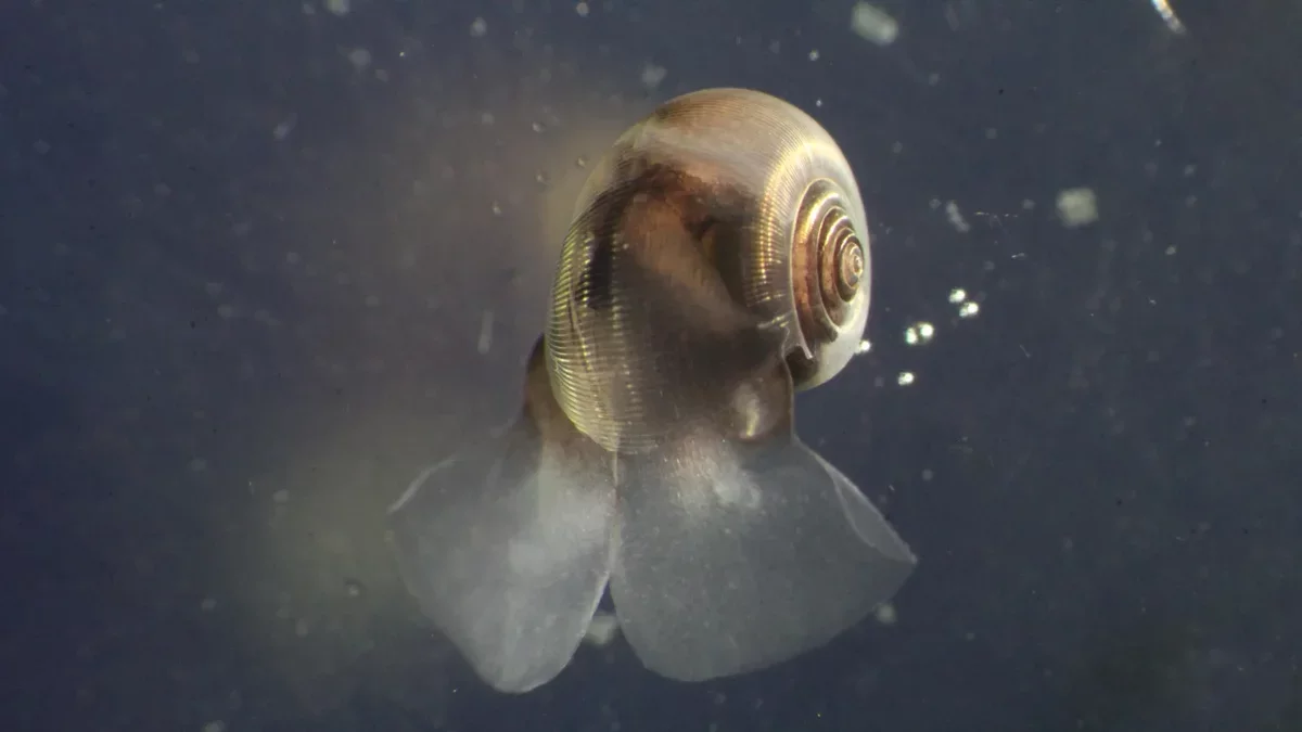 New Insights on Oceanic Plankton and Climate Models