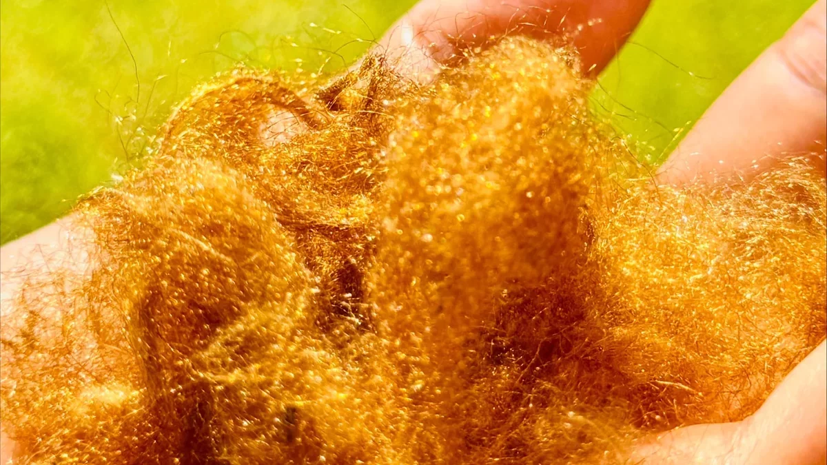 A Rediscovered Golden Fabric: The Return of Sea Silk