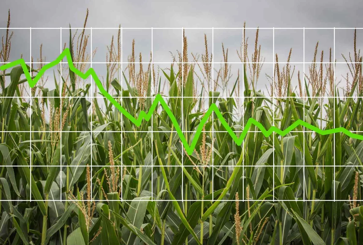 Morning Update on Grain Markets | February 9, 2026