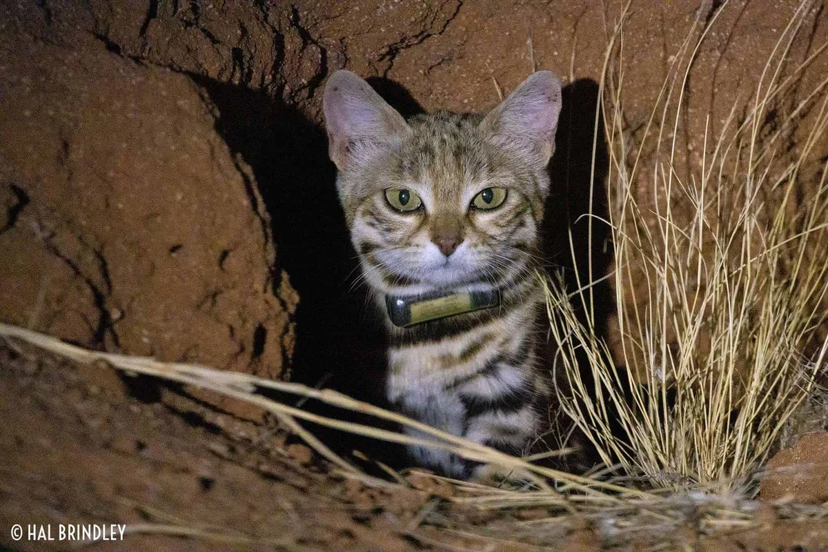 The Fascinating Life of the Black-footed Cat: Nature's Smallest Predator