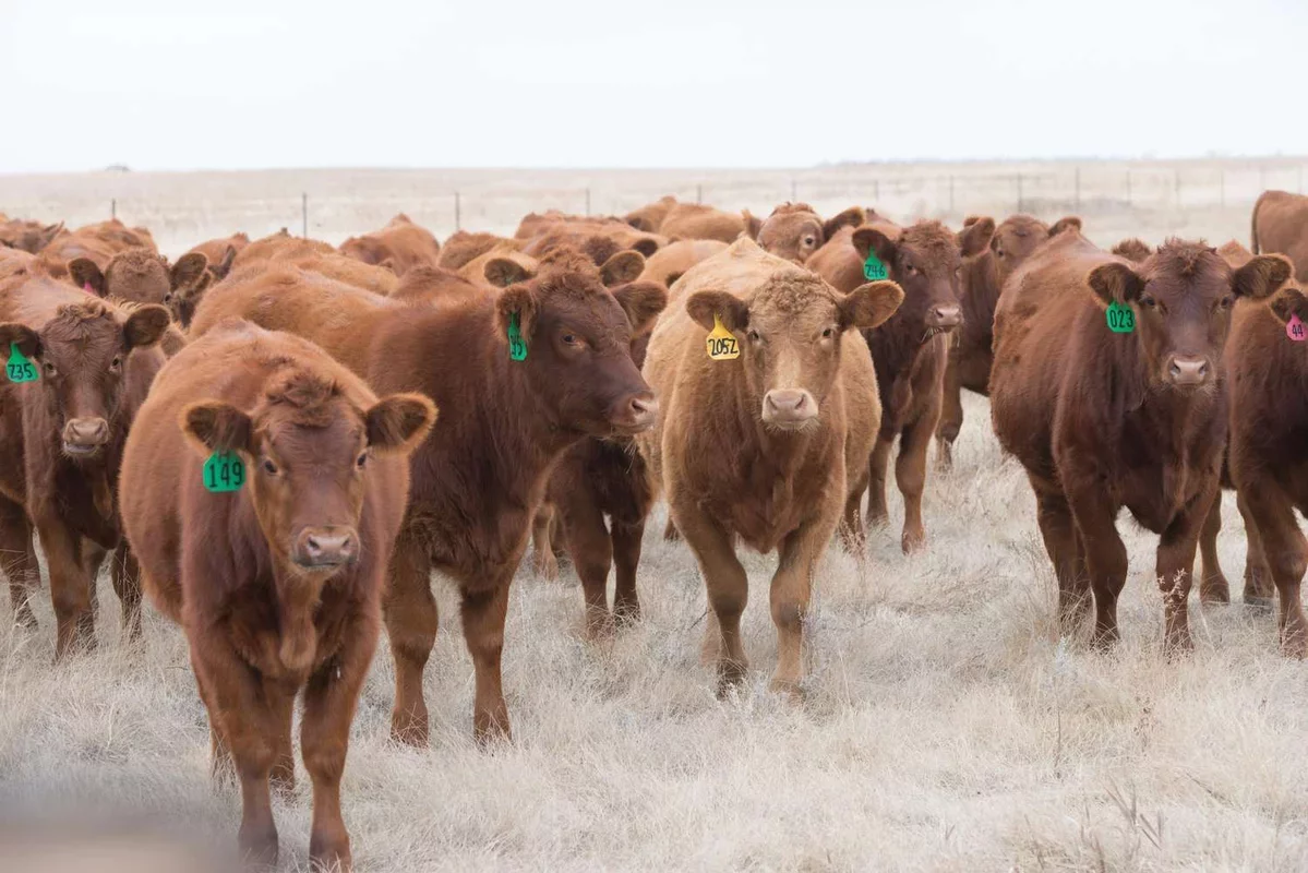 Cattle Futures Experience Recovery Amidst Record Prices and Risks