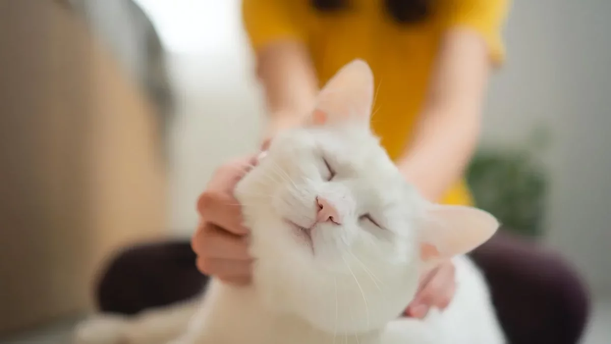 The Hidden Language of Your Cat's Purr