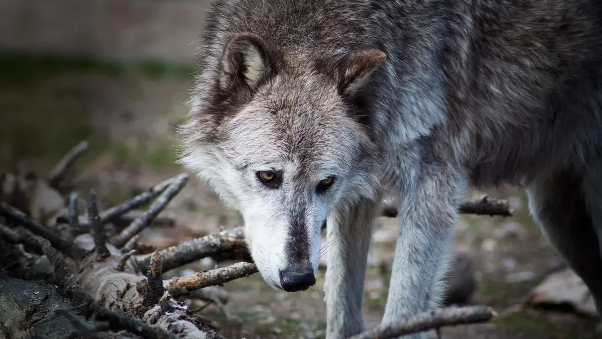 Yellowstone's Wolf Impact on Ecosystem: A Reassessment