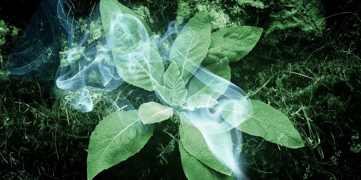 The Rise of Mullein Leaf: A Trending Alternative for Lung Health