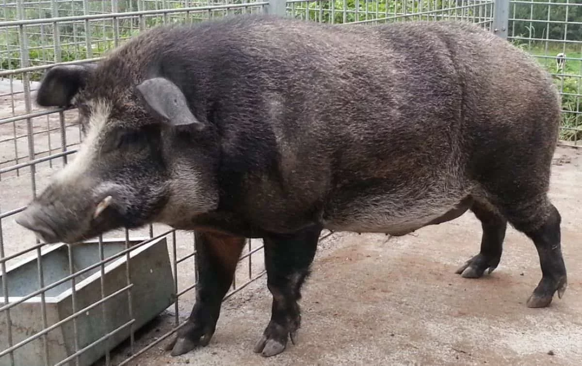Fukushima's Wild Boars Exhibit Domestic Pig DNA Years After Nuclear Incident