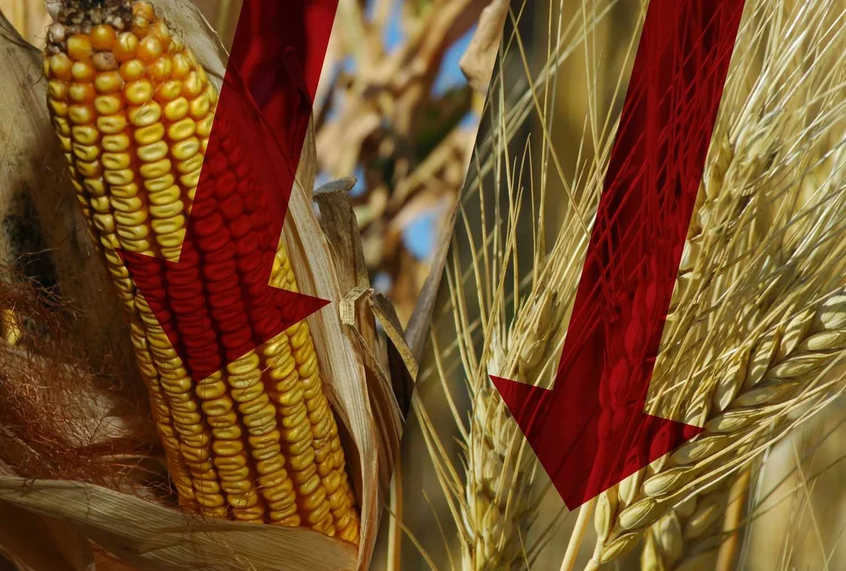 Grains Market Update | February 13, 2026