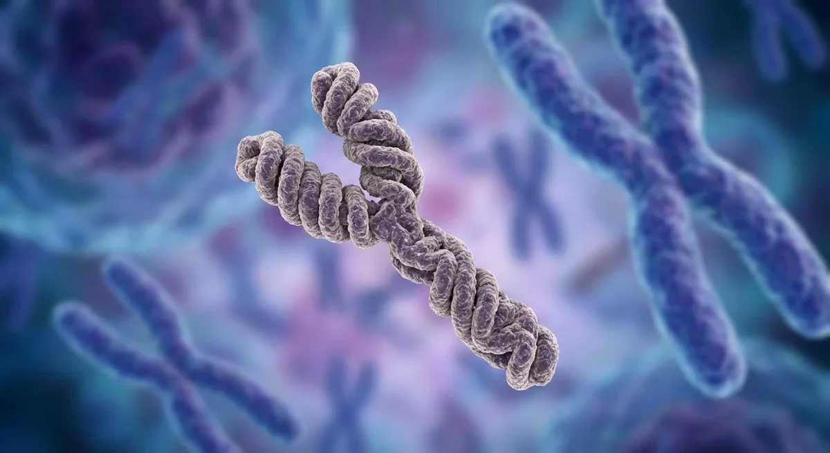 Over 40% of Men May Experience Y Chromosome Loss by Age 60, Potentially Affecting Heart Health