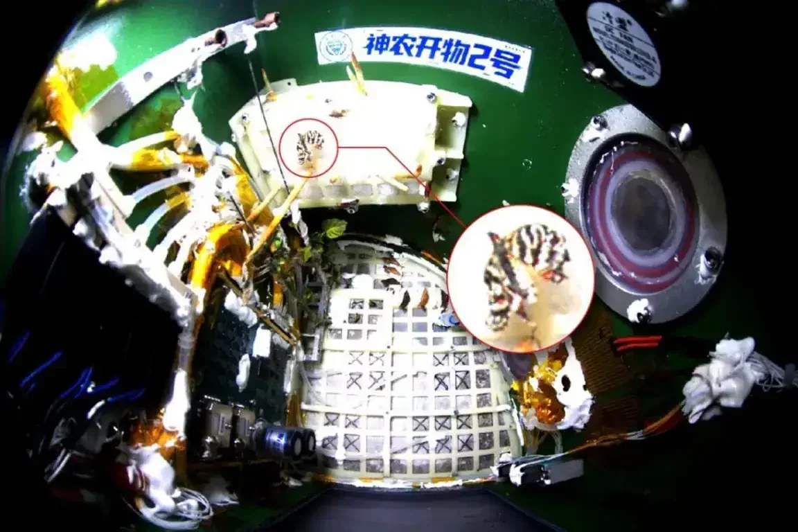 Butterfly Achieves Complete Metamorphosis While Orbiting Earth in Chinese Experiment