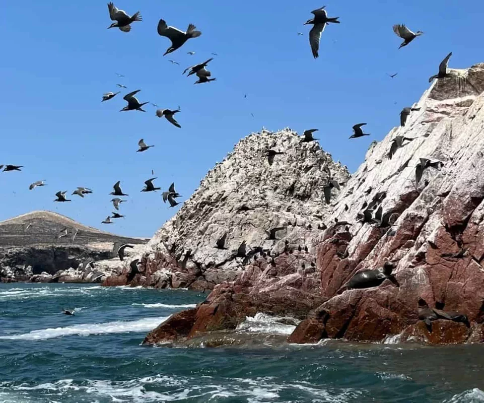 Seabird Guano: A Key to Ancient Agricultural Success in Peru's Arid Regions