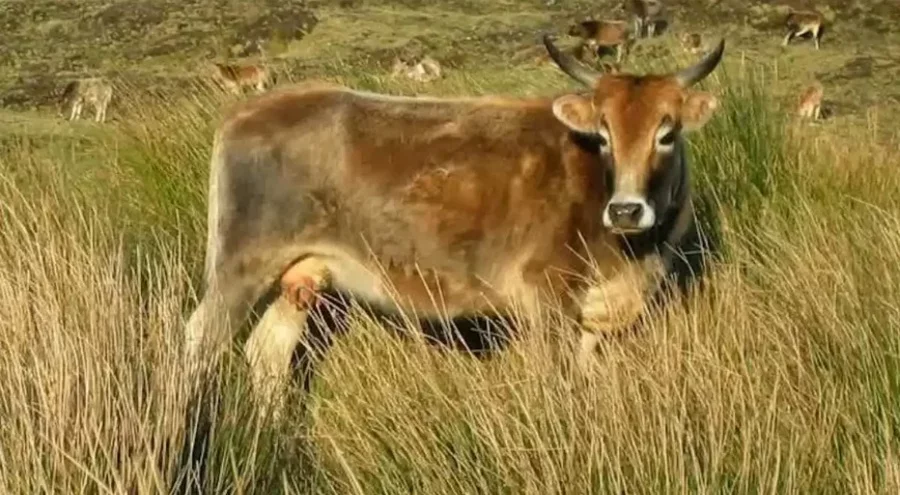 The Remarkable Journey of Five Cows on a Remote Volcanic Island