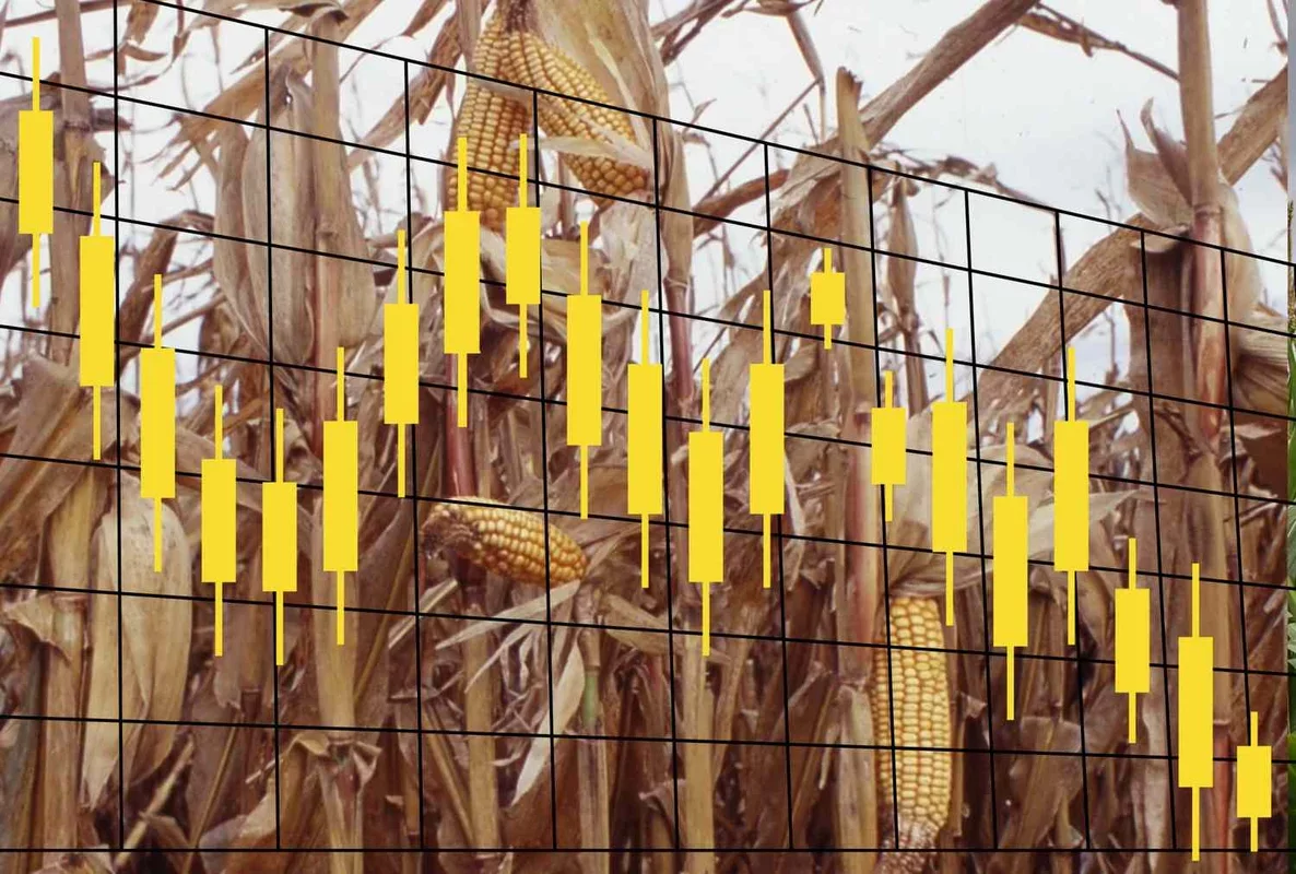 Grain Market Update: Trends and Insights for February 17, 2026