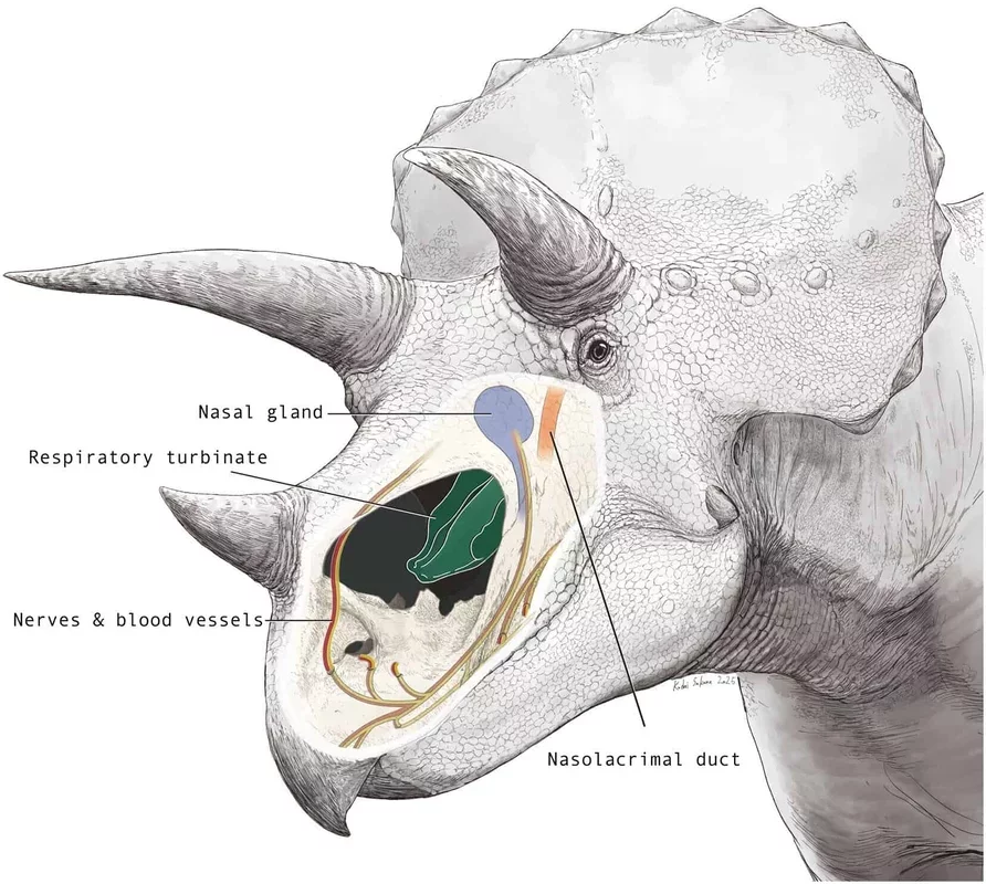 Triceratops' Unique Nose: A Natural Air Conditioning System for Its Brain