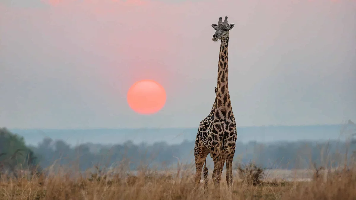 How Giraffes' Unique Physiology Could Inspire New Treatments for Hypertension