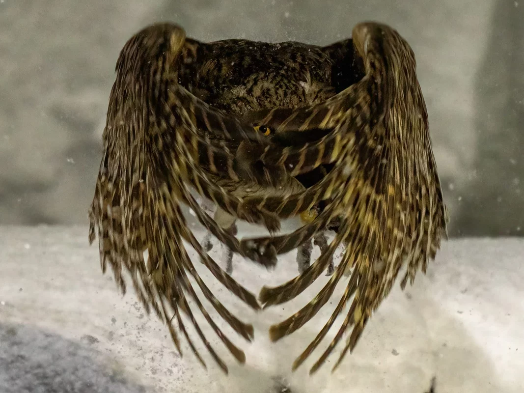 Discover the Highlights from Nearly Half a Million Submissions at the Sony World Photography Awards