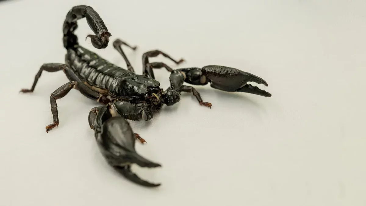 New Research Identifies High-Risk Areas for Scorpion Stings
