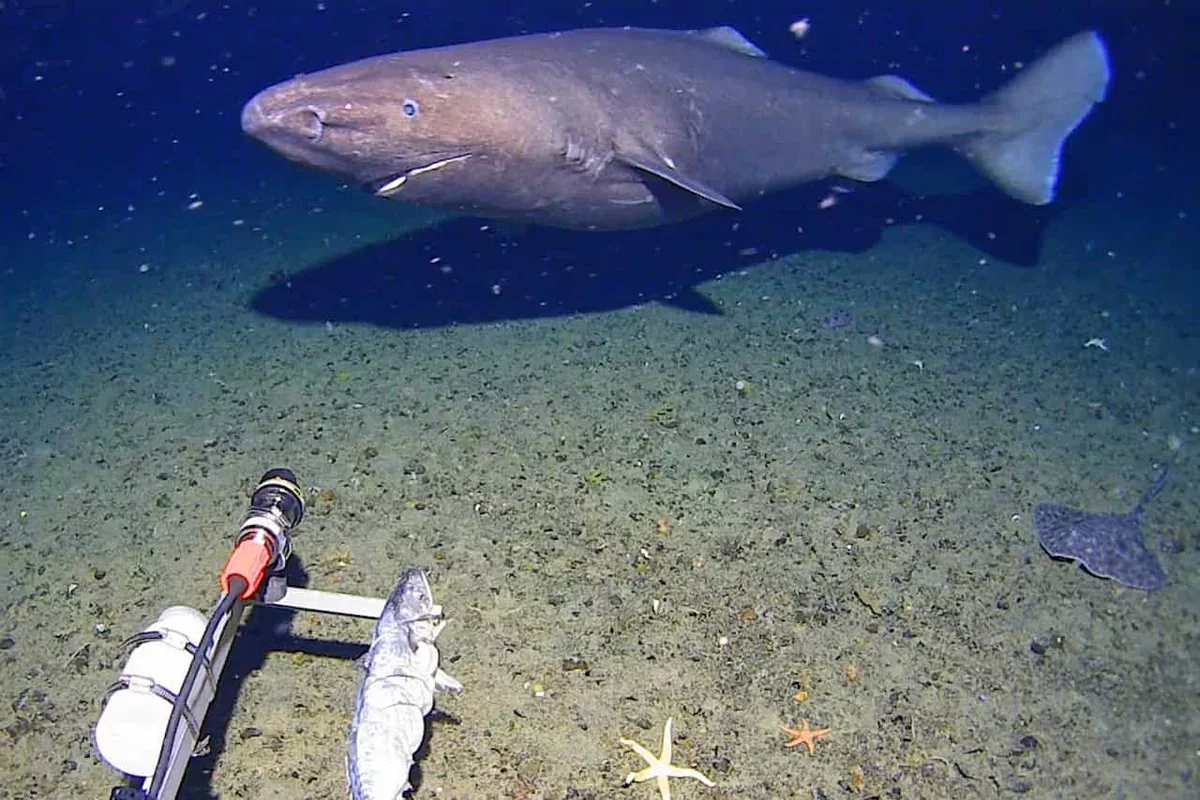 Researchers Discover Unexpected Shark Species in Antarctic Waters