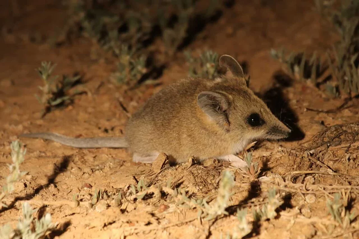 First Footage of Tiny Dunnart Newborns Climbing to Their Mother's Pouch