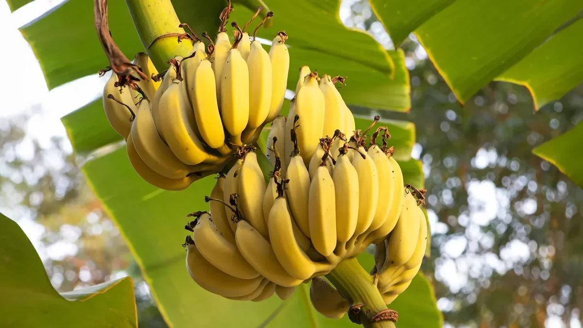 Scientists Unveil Gene That May Protect Bananas from Panama Disease