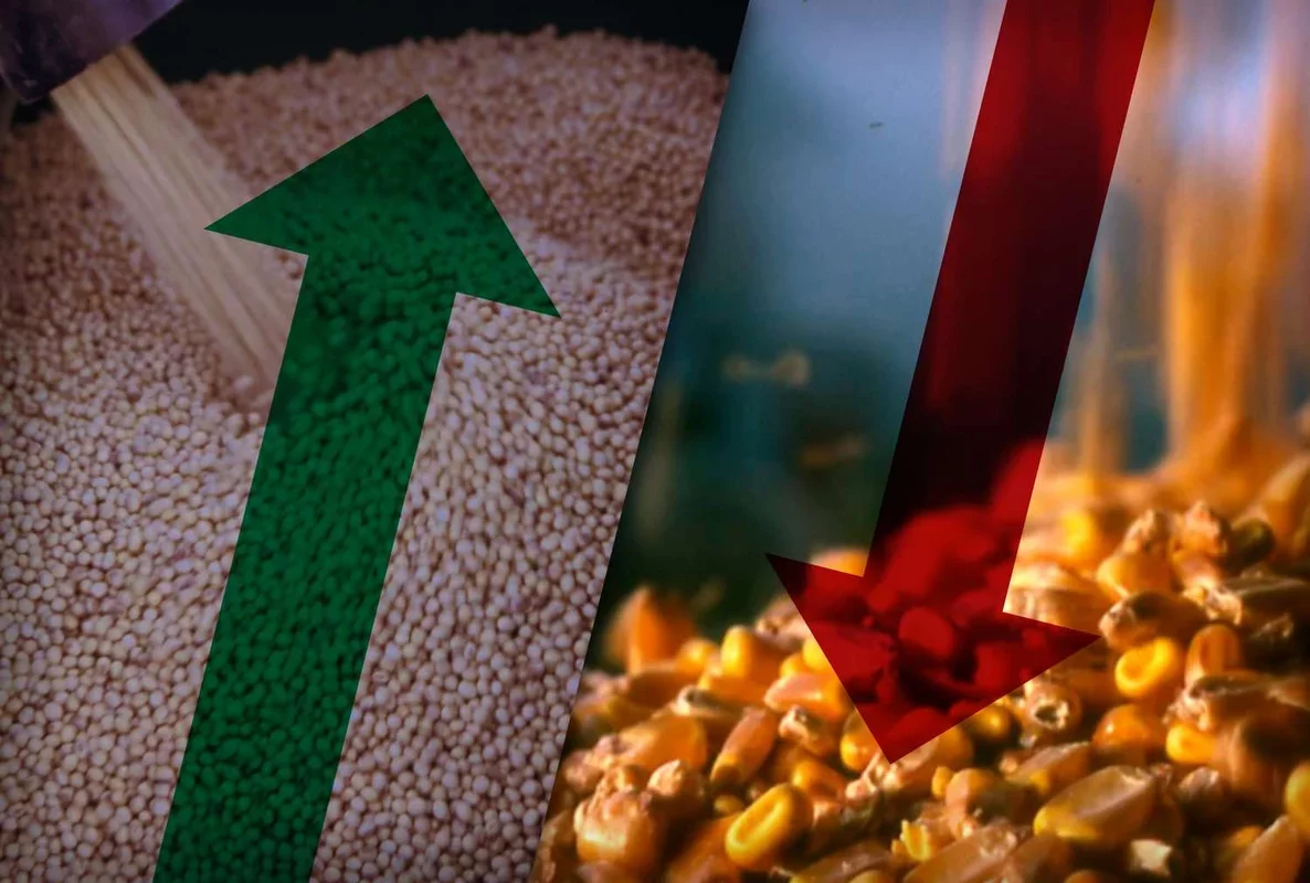 Soybean Market Soars as Corn Lags Behind