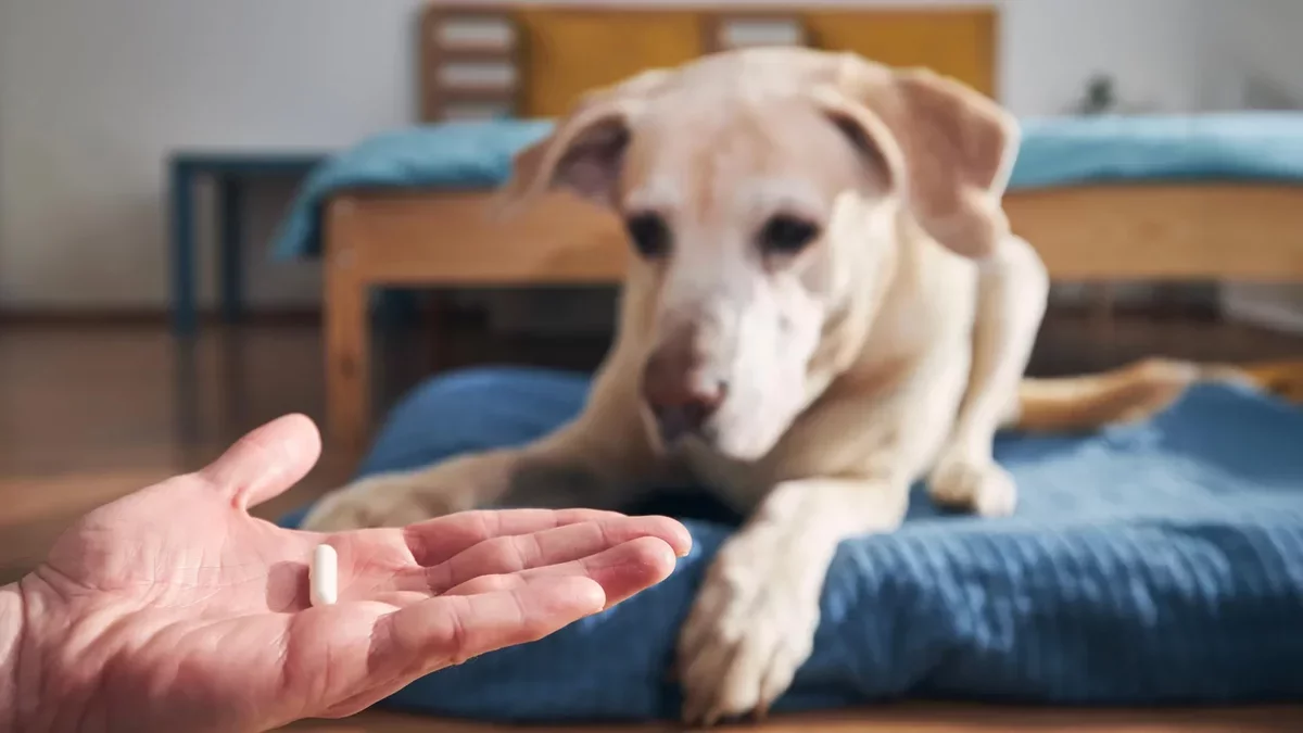 Impact of Flea and Tick Medications on Wildlife