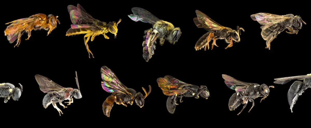 The Hidden Diversity of Bees: Up to 26,000 Species Await Discovery