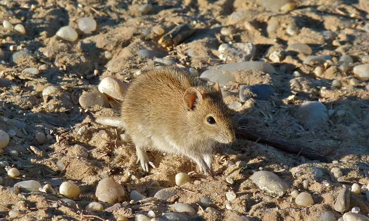 Unraveling Fatherhood: The Dual Nature of Mouse Dads