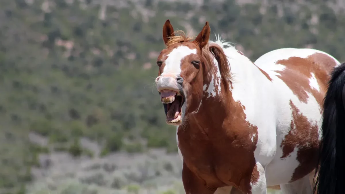 Decoding the Whinny: How Horses Communicate Through Unique Sounds
