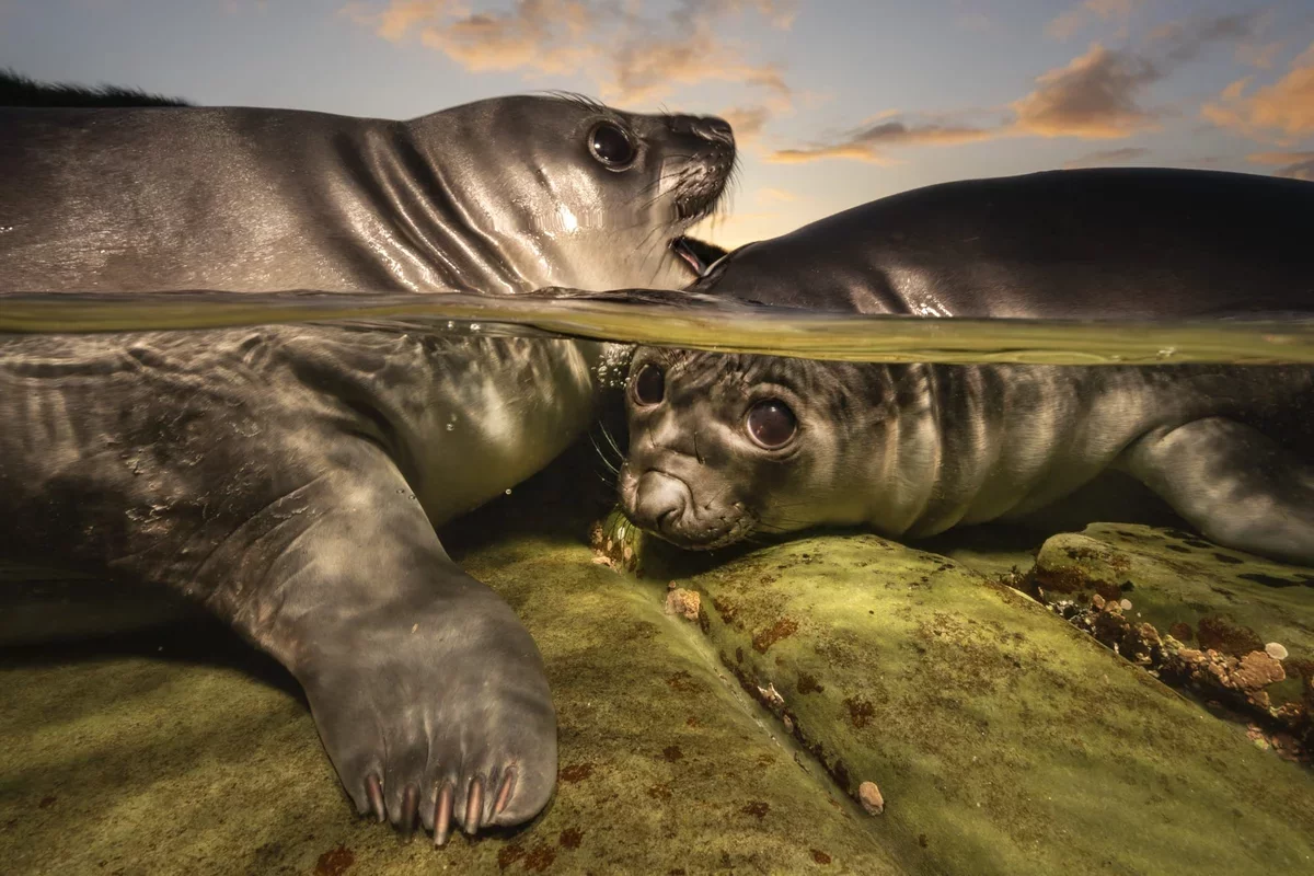Sea Lion Pups Capture Top Honor at 2026 Underwater Photographer of the Year